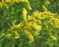 seaside goldenrod 2.jpg